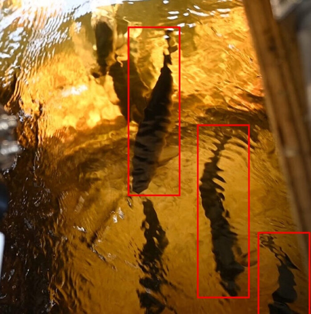 HydroAI fish counter