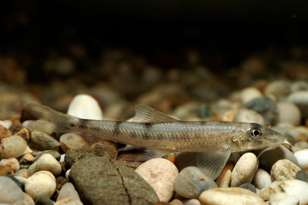 Inn River fish